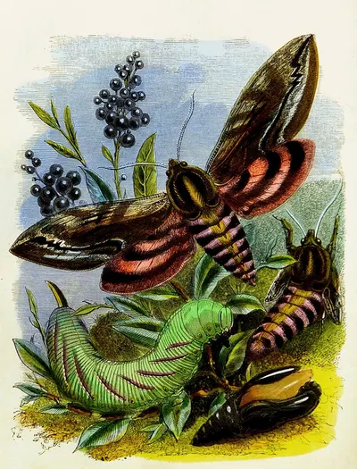 The Butterfly Vivarium or Insect home Pl 3 by Генри Ноэль Хамфрис, 1858 — digital art print download
