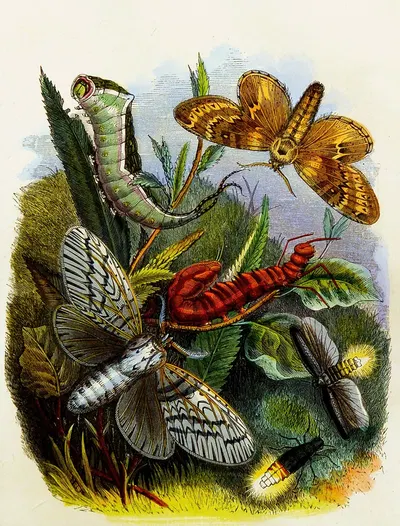 The Butterfly Vivarium or Insect home Pl 4 by Генри Ноэль Хамфрис, 1858 — digital art print download
