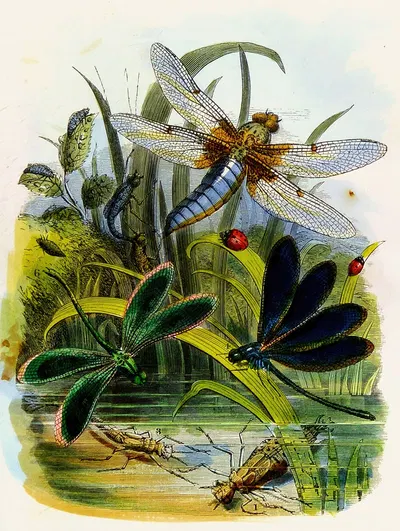 The Butterfly Vivarium or Insect home Pl 5 by Генри Ноэль Хамфрис, 1858 — digital art print download