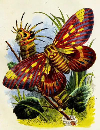 The Butterfly Vivarium or Insect home Pl 7 by Генри Ноэль Хамфрис, 1858 — digital art print download