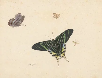 Drie vlinders en een wesp of vlieg by Herman Henstenburgh, 1677 — digital art print download