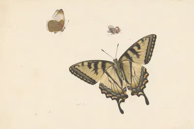Drie vlinders by Herman Henstenburgh, 1683 — digital art print download