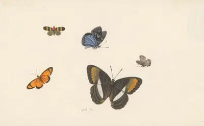 Vijf vlinders by Herman Henstenburgh, 1677 — digital art print download