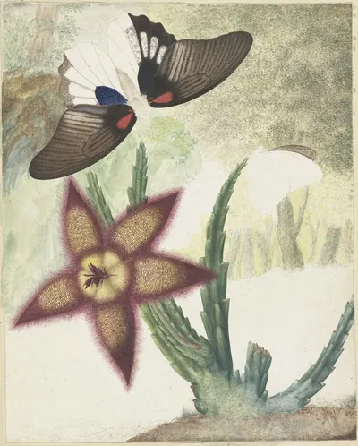 Twee vlinders en een vijfbladige geel-paarse bloem by Hermanus de Wit, 1774 — digital art print download