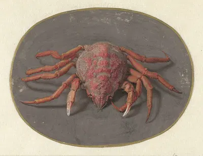 Krab by Jan Augustin van der Goes, 1690 — digital art print download