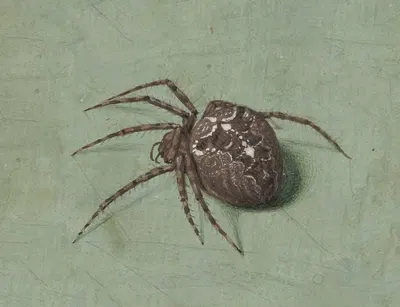 Spin by Jan Augustin van der Goes, 1690 — digital art print download