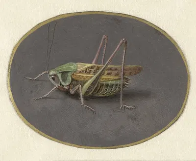 Sprinkhaan by Jan Augustin van der Goes, 1690 — digital art print download