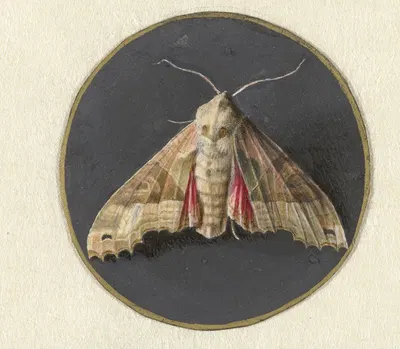 Uiltje of nachtvlinder by Jan Augustin van der Goes, 1690 — digital art print download