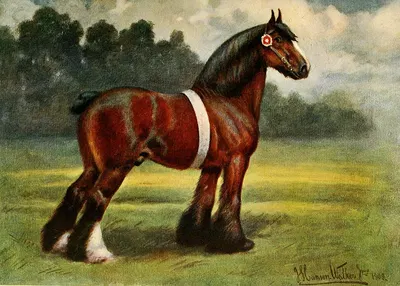 Shire Stallion, Halstead Royal Duke by John Hanson Walker Jr. — digital art print download