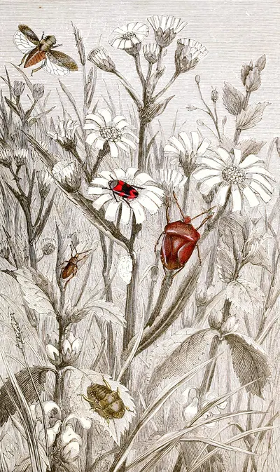 Hemipteres Pl. XV by Jules Rothschild, 1876-1878 — digital art print download