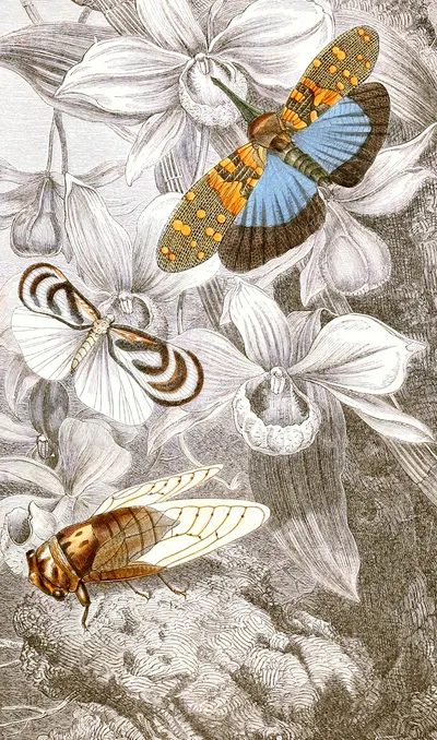 Hemipteres Pl. XVI by Jules Rothschild, 1876-1878 — digital art print download