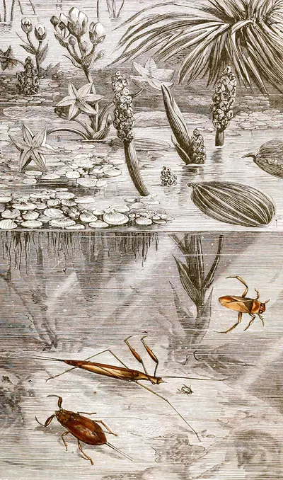 Hemipteres Pl. XVII by Jules Rothschild, 1876-1878 — digital art print download