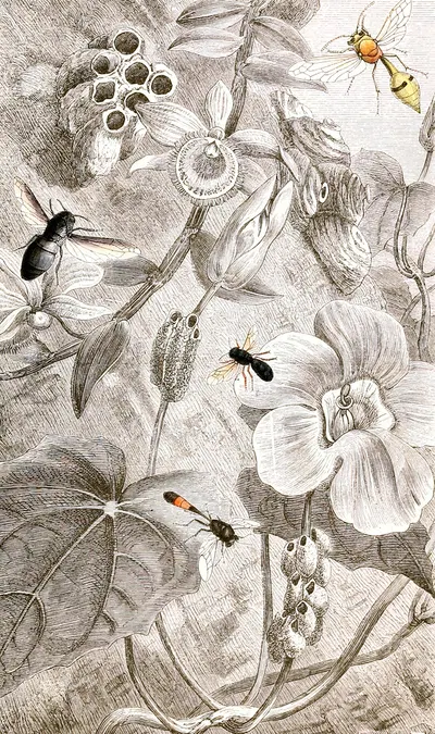 Hymenopteres Pl. X by Jules Rothschild, 1876-1878 — digital art print download