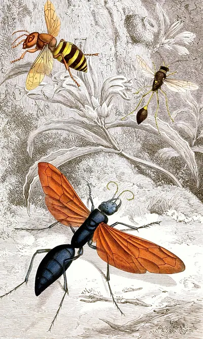 Hymenopteres Pl. XII by Jules Rothschild, 1876-1878 — digital art print download