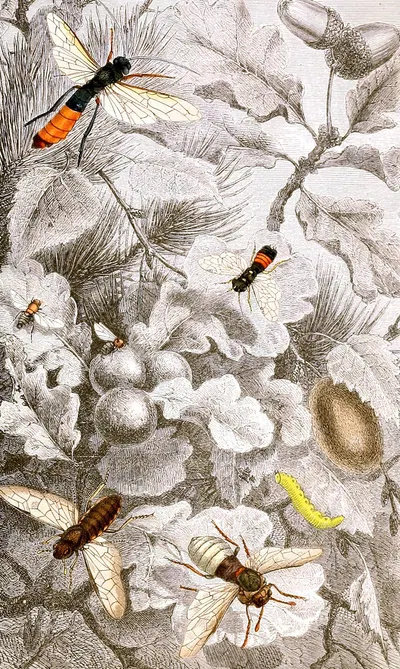 Hymenopteres Pl. XIII by Jules Rothschild, 1876-1878 — digital art print download
