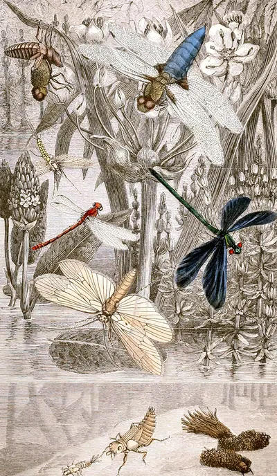 Nèvroptères Pl. IV by Jules Rothschild, 1876-1878 — digital art print download