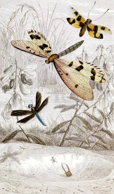 Nèvroptères Pl. V by Jules Rothschild, 1876-1878 — digital art print download