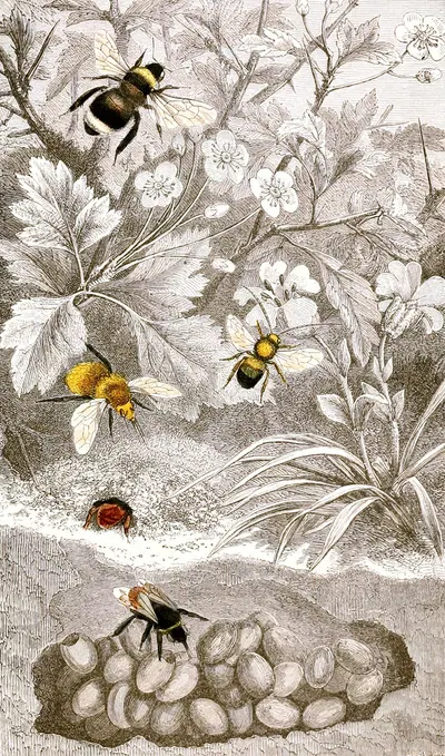 Nèvroptères Pl. VI by Jules Rothschild, 1876-1878 — digital art print download