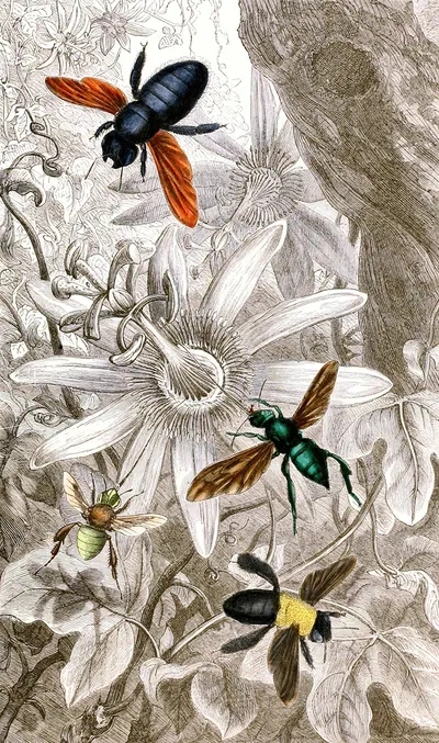Nèvroptères Pl. VII by Jules Rothschild, 1876-1878 — digital art print download