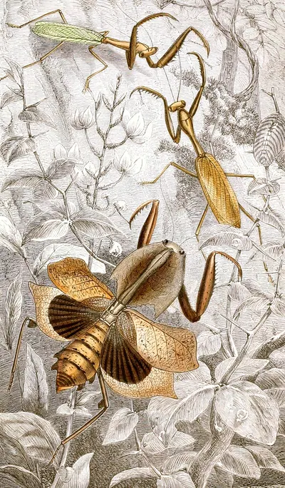 Orthoptères Pl. II by Jules Rothschild, 1876-1878 — digital art print download