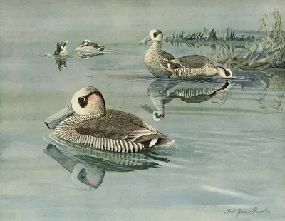 Pink-Eared Duck by Луис Агаcсиз Фуэртес, 1922-1926 — digital art print download