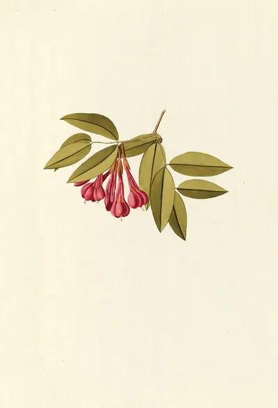 Selectarum stirpium Americanarum historia Pl.183 by Nikolaus Joseph Freiherr von Jacquin, 1780 — digital art print download