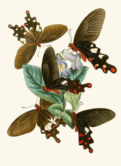The cabinet of oriental entomology Pl I by Джон Обадия Уэствуд, 1848 — digital art print download
