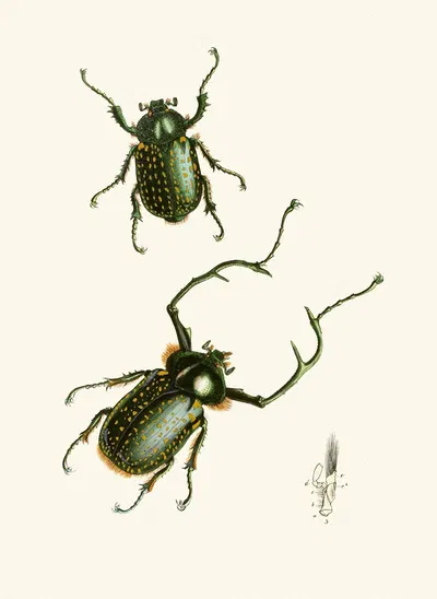 The cabinet of oriental entomology Pl II by Джон Обадия Уэствуд, 1848 — digital art print download