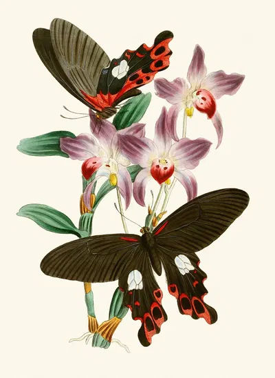 The cabinet of oriental entomology Pl III by Джон Обадия Уэствуд, 1848 — digital art print download