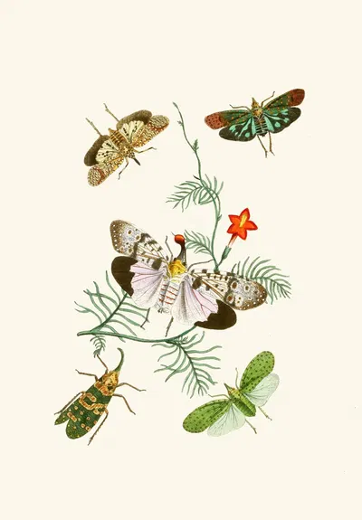 The cabinet of oriental entomology Pl IV by Джон Обадия Уэствуд, 1848 — digital art print download
