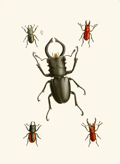 The cabinet of oriental entomology Pl IX by Джон Обадия Уэствуд, 1848 — digital art print download