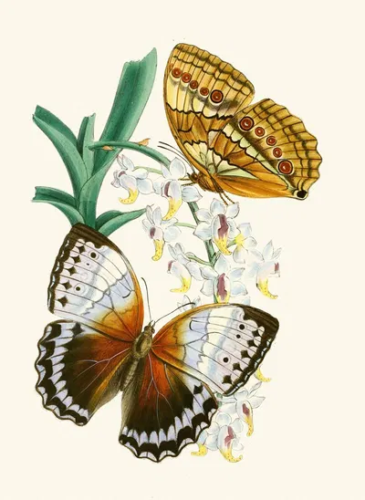 The cabinet of oriental entomology Pl V by Джон Обадия Уэствуд, 1848 — digital art print download