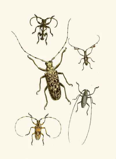 The cabinet of oriental entomology Pl VI by Джон Обадия Уэствуд, 1848 — digital art print download