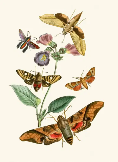The cabinet of oriental entomology Pl VII by Джон Обадия Уэствуд, 1848 — digital art print download