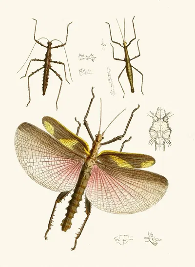 The cabinet of oriental entomology Pl VIII by Джон Обадия Уэствуд, 1848 — digital art print download
