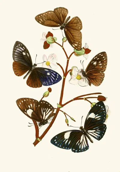 The cabinet of oriental entomology Pl X by Джон Обадия Уэствуд, 1848 — digital art print download