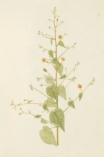 Selectarum stirpium Americanarum historia Pl.184 by Nikolaus Joseph Freiherr von Jacquin, 1780 — digital art print download
