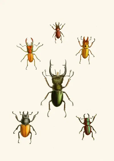 The cabinet of oriental entomology Pl XI by Джон Обадия Уэствуд, 1848 — digital art print download