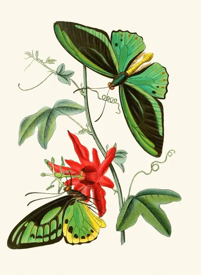 The cabinet of oriental entomology Pl XII by Джон Обадия Уэствуд, 1848 — digital art print download