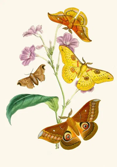 The cabinet of oriental entomology Pl XIII by Джон Обадия Уэствуд, 1848 — digital art print download