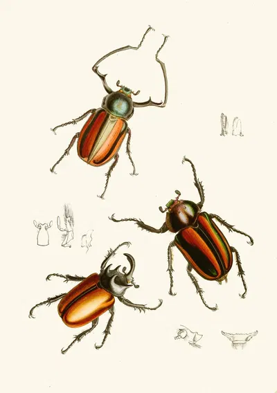 The cabinet of oriental entomology Pl XIV by Джон Обадия Уэствуд, 1848 — digital art print download