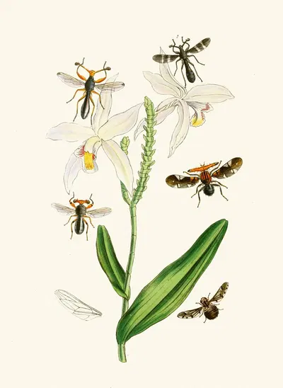 The cabinet of oriental entomology Pl XIX by Джон Обадия Уэствуд, 1848 — digital art print download