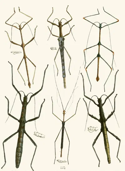 The cabinet of oriental entomology Pl XL by Джон Обадия Уэствуд, 1848 — digital art print download