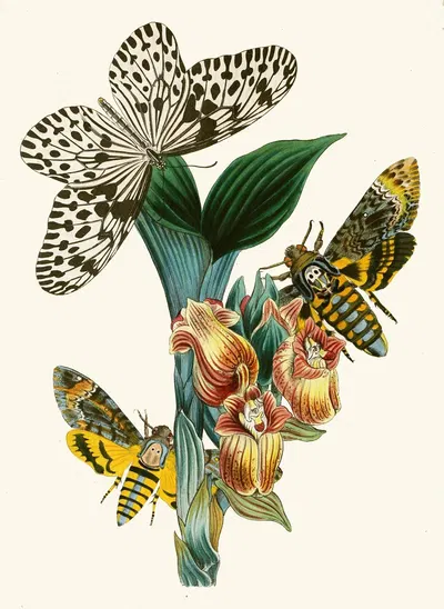 The cabinet of oriental entomology Pl XLI by Джон Обадия Уэствуд, 1848 — digital art print download