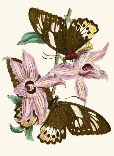The cabinet of oriental entomology Pl XV by Джон Обадия Уэствуд, 1848 — digital art print download