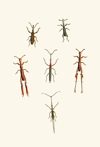 The cabinet of oriental entomology Pl XVI by Джон Обадия Уэствуд, 1848 — digital art print download