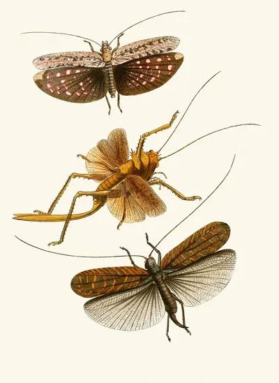 The cabinet of oriental entomology Pl XVII by Джон Обадия Уэствуд, 1848 — digital art print download