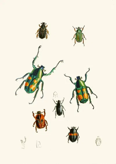 The cabinet of oriental entomology Pl XVIII by Джон Обадия Уэствуд, 1848 — digital art print download