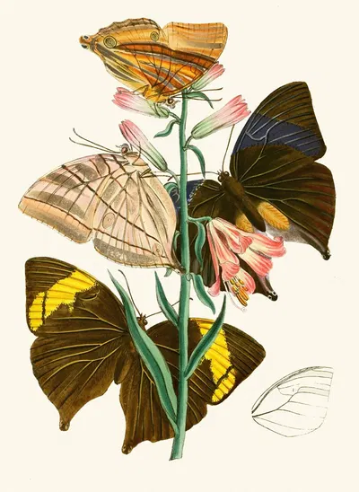 The cabinet of oriental entomology Pl XX by Джон Обадия Уэствуд, 1848 — digital art print download
