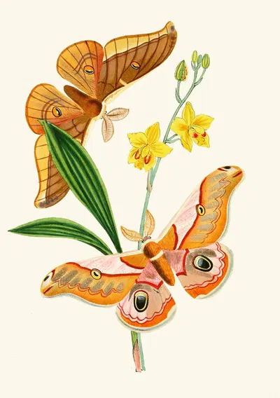 The cabinet of oriental entomology Pl XXI by Джон Обадия Уэствуд, 1848 — digital art print download